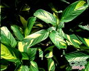 obedience plant,maranta starch, Bermuda,گیاه مطیع
